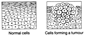 Normal and tumour forming cells