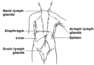 Lymphatic system